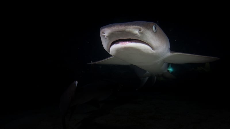 Shark Cage Diving in South Africa